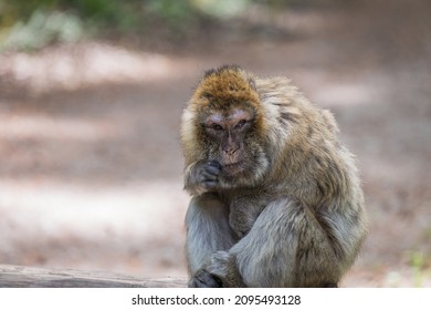 Monkey Zoo Primate Park Makake