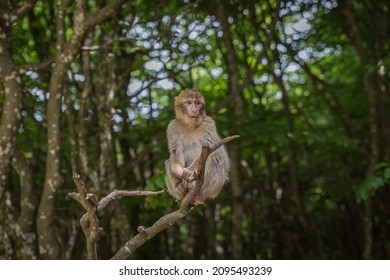 Monkey Zoo Primate Park Makake