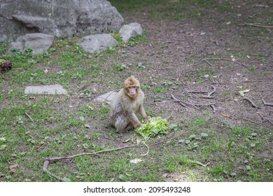 Monkey Zoo Primate Park Makake