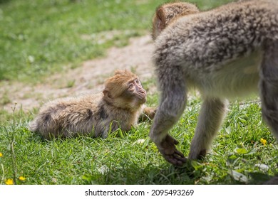 Monkey Zoo Primate Park Makake