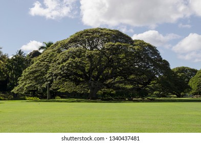 Monkeypod Tree Honolulu