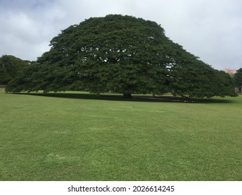 Monkeypod Tree In Honolulu, Hawaii, U.S.A.