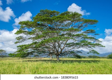 Monkeypod Tree, Kauai, Hawaii, USA.