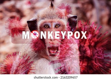 Monkeypox outbreak concept. Monkeypox is caused by monkeypox virus. Monkeypox is a viral zoonotic disease. Virus transmitted to humans from animals. Monkeys may harbor the virus and infect people.