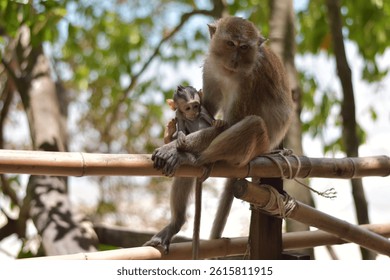 Monkeypox virus, monkeys in the wild spread the virus, Mother Monkey Holding Her Baby, Monkey eating coconuts by the sea