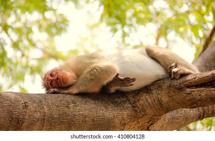 Monkeys..!