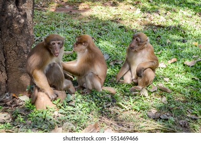 Monkeys