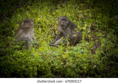 Monkeys.