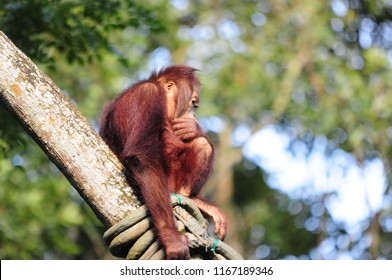 monkeys in action