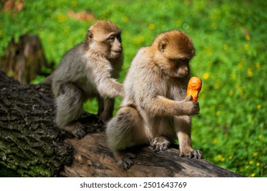 Monkeys at The Affenberg Salem, Monkey Animal Protection park in Salem, Baden-Württemberg, Germany - Powered by Shutterstock