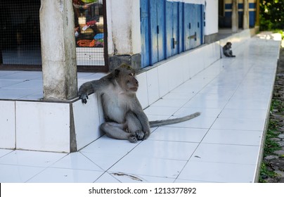 Monkeys Alas Kedaton Monkey Forest Bali Stock Photo 1213377892 ...