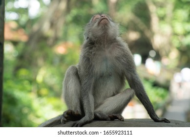 Monkeys in Bali Indonesia Sacred Monkey Forest