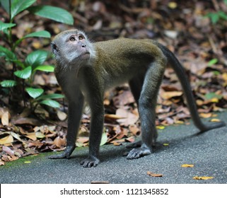 Monkeys At Bukit Timah Nature Reserve, Singapore