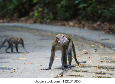 Monkeys At Bukit Timah Nature Reserve, Singapore
