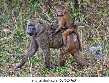 Monkeys in a bush. Baboon walks and carries on a baby on its back. African wildlife. Close up. Amazing image of a wild animals in natural environment. Awesome portrait of olive baboons.