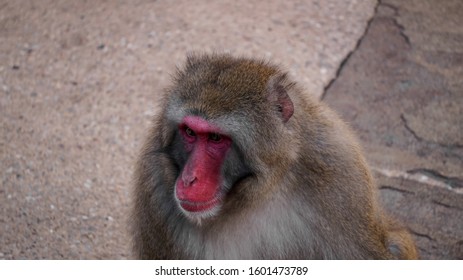 Monkeys In The City Park In Launceston Tasmania, Australia