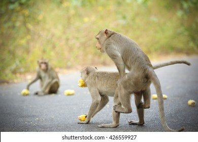 Animal Copulation Images Stock Photos Vectors Shutterstock