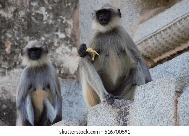 monkeys eat banana in a temple, Hampi, india