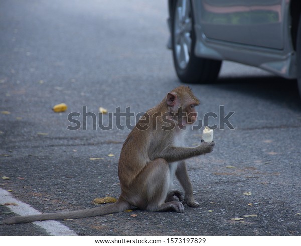 Monkeys eat bananas and sit on the road. There are\
cars on the side.