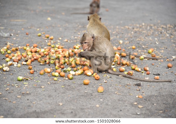 Monkeys\
eat fruit at point feed the monkeys of\
Lopburi.