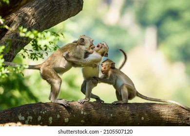 Monkeys fighting and biting each other on the trees in the forest.