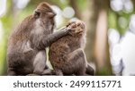 Monkeys grooming each other at Bali