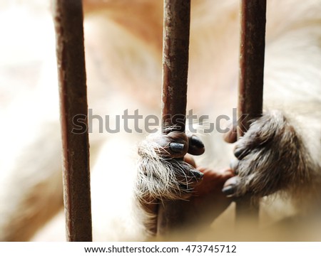 Monkey's hands hold the cage
