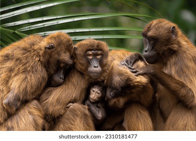 Monkeys are intelligent animals that are good at solving problems. Almost all types live together in groups. A monkey group commonly includes several related females, their young, and one or more male