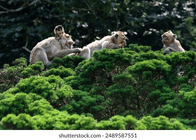 Monkeys are interacting with a group of monkeys on a tree