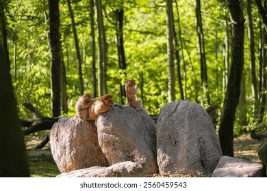 Monkeys interacting on large stones within a lush wooded area. The serene environment highlights the natural beauty and social dynamic among the primates. - Powered by Shutterstock