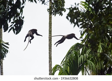 Monkeys jumping and flying from palmtree to palmtree