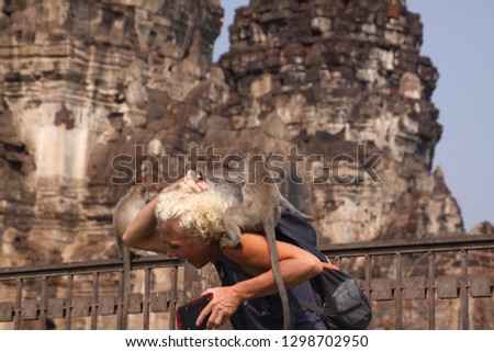 Monkeys in Lopburi jumping on blonde female tourist stealing sunglasses