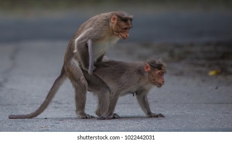 Monkeys Mating In Road 