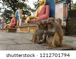 Monkeys at the Money Temple in Katmandu, Nepal. 