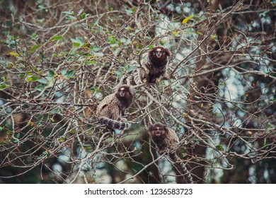 Monkeys on the tree