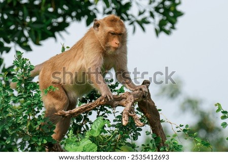 monkeys on a tree, Long-tailed Macaque, The crab-eating macaque, in a mangrove forest in Thailand