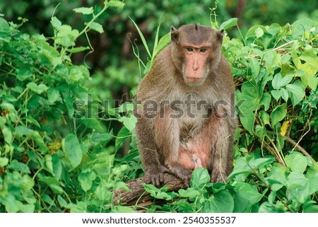 monkeys on a tree, Long-tailed Macaque, The crab-eating macaque, in a mangrove forest in Thailand