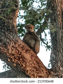 The monkeys on the tree, Namibia