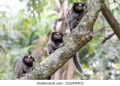 Monkeys on a tree. Several monkeys are watching from the tree. Little monkey marmoset. The smallest primates. humanoid apes. Funny, fluffy, cute monkeys.