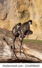 Monkeys on a tree trunk