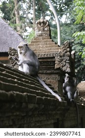 Monkeys in Paradise: Exploring Bali's Pristine Jungle Haven