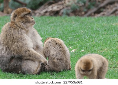 Monkeys playing in the Monkey Forest