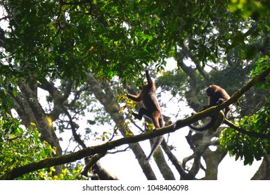Monkeys playing in tree