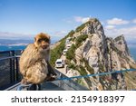 Monkeys of the Rock of Gibraltar