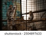 Monkeys in a sanctuary enclosure exploring their surroundings during daylight hours