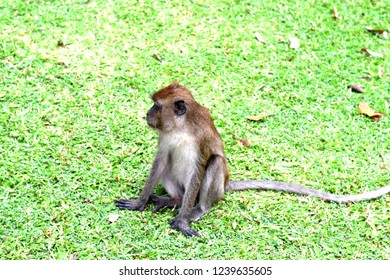 Monkeys Or Simians Are Basal Haplorhini As Sister Of The Tarsiiformes. It Consists Of The Catarrhini And Platyrrhini (New World Monkeys), And Other Extinct Groups.