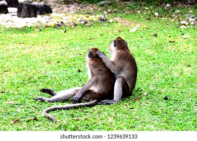 Monkeys Or Simians Are Basal Haplorhini As Sister Of The Tarsiiformes. It Consists Of The Catarrhini And Platyrrhini (New World Monkeys), And Other Extinct Group