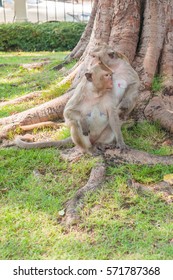 Monkeys sit beneath a large tree No.2