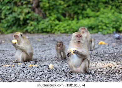 Monkeys Sit And Eat Corn On The Stone Ground