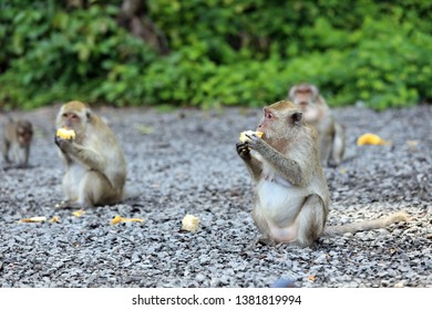 Monkeys Sit And Eat Corn On The Stone Ground